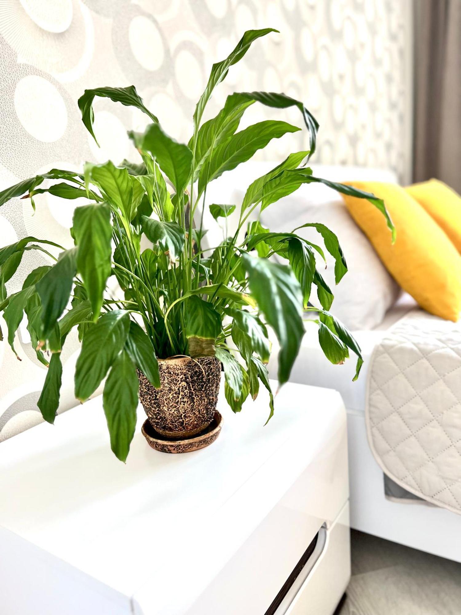 לבוב Osapart Beautiful Apartment In A Complex Semycvit מראה חיצוני תמונה